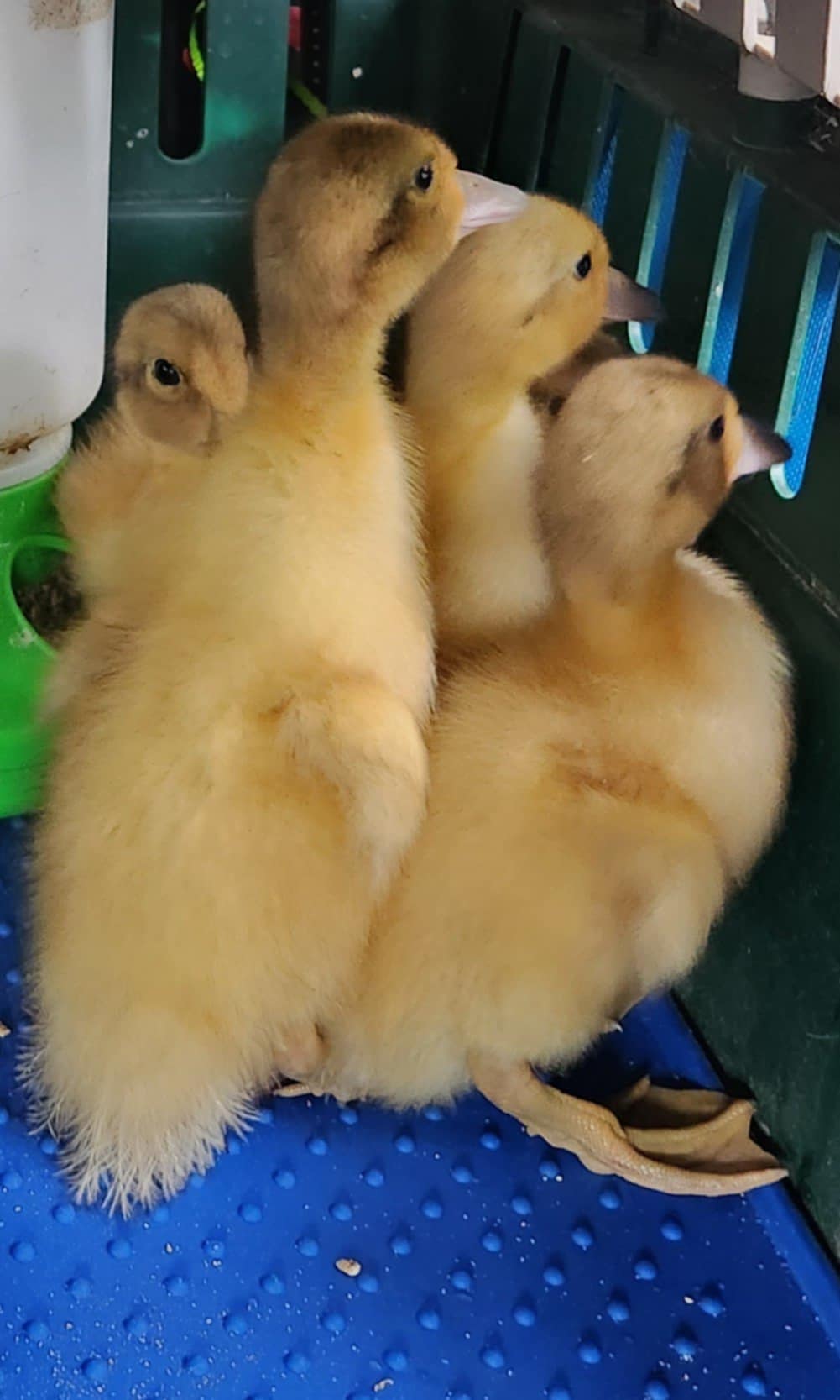 Welsh Harlequin Hatchlings