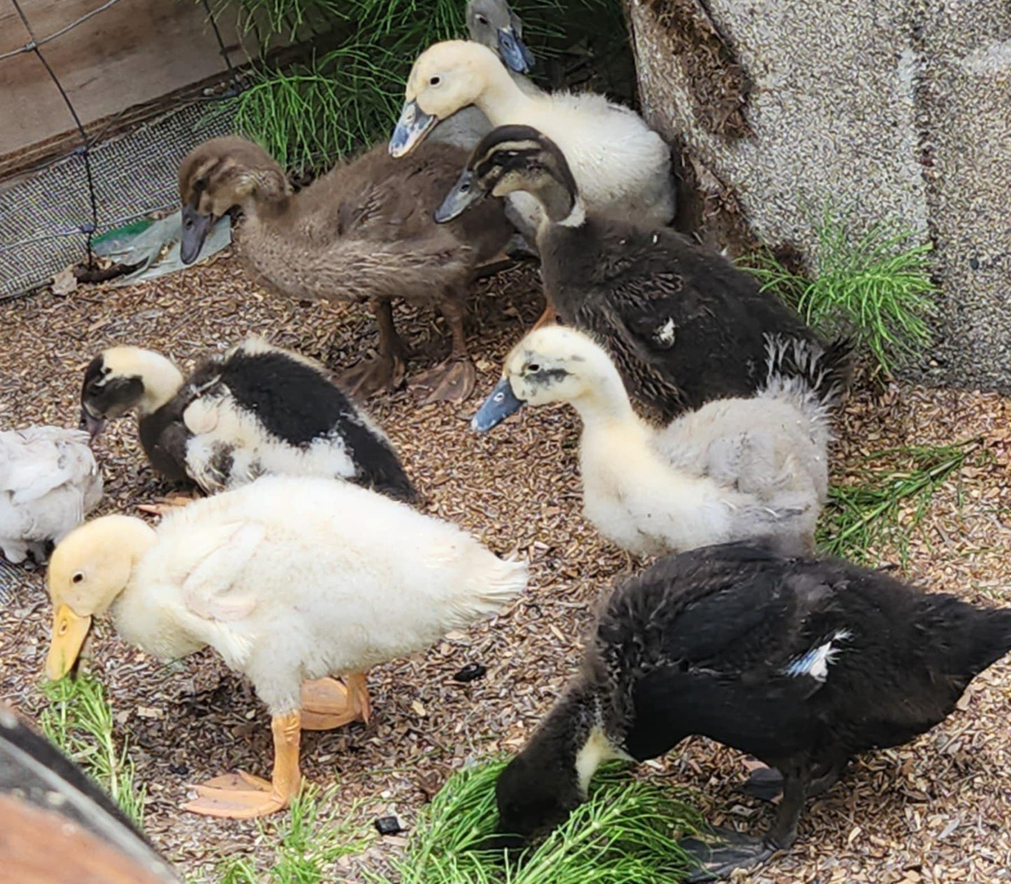 Backyard Mix Off-Heat