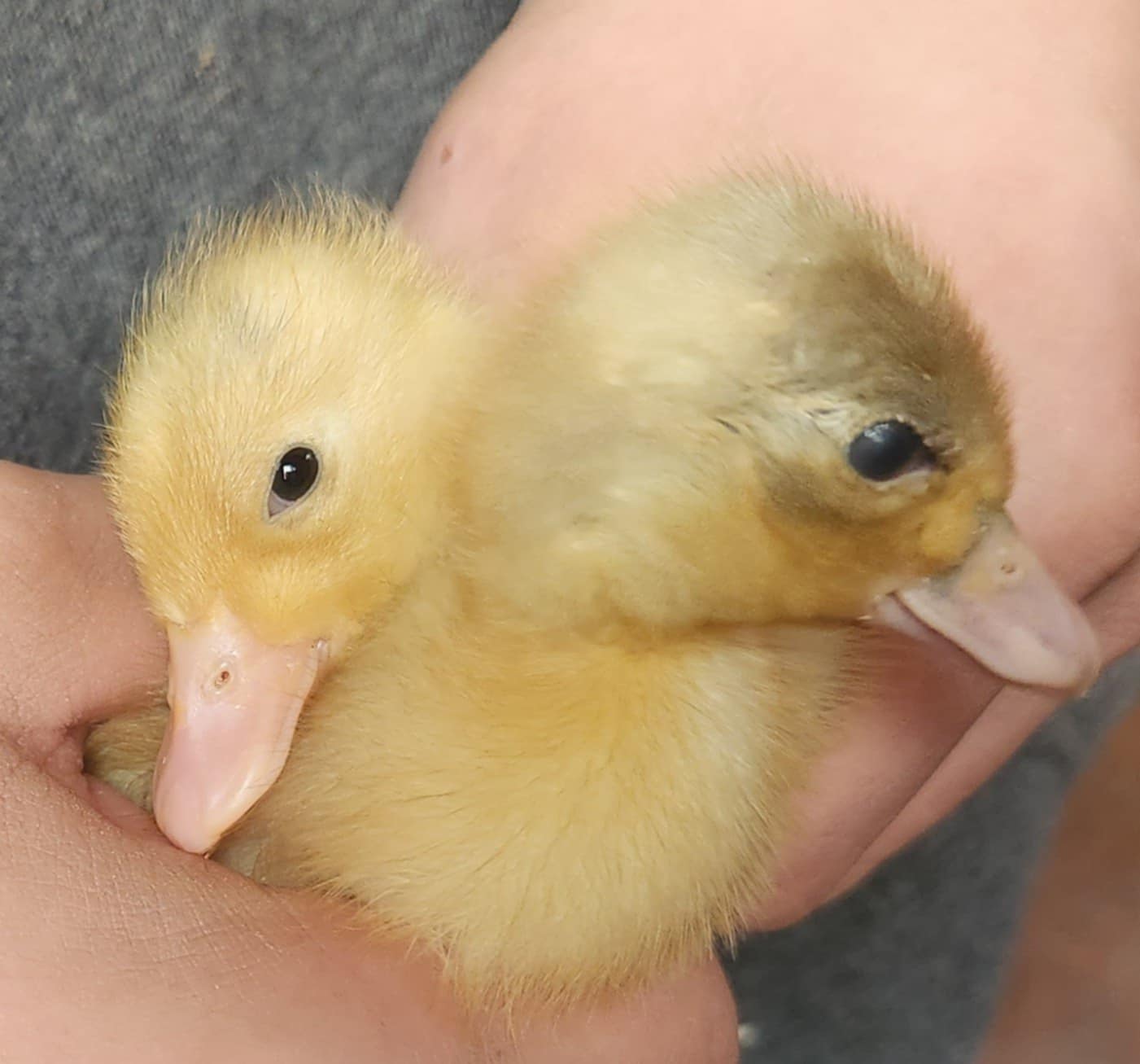 Call Duck Hatchlings