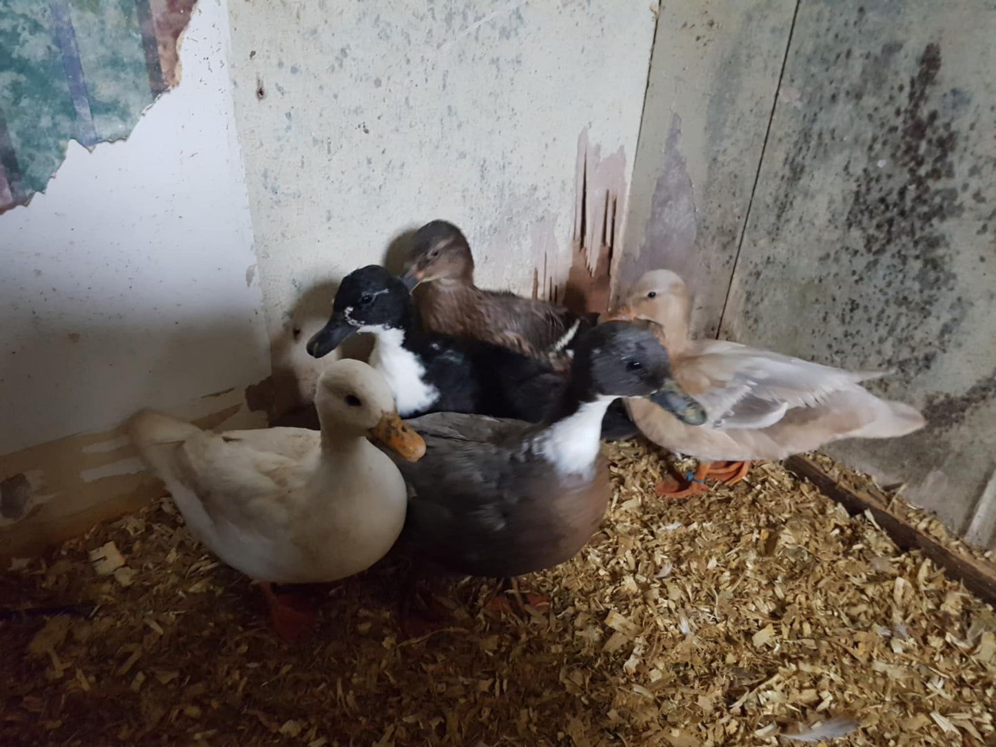 Call Duck - Adult - Hen