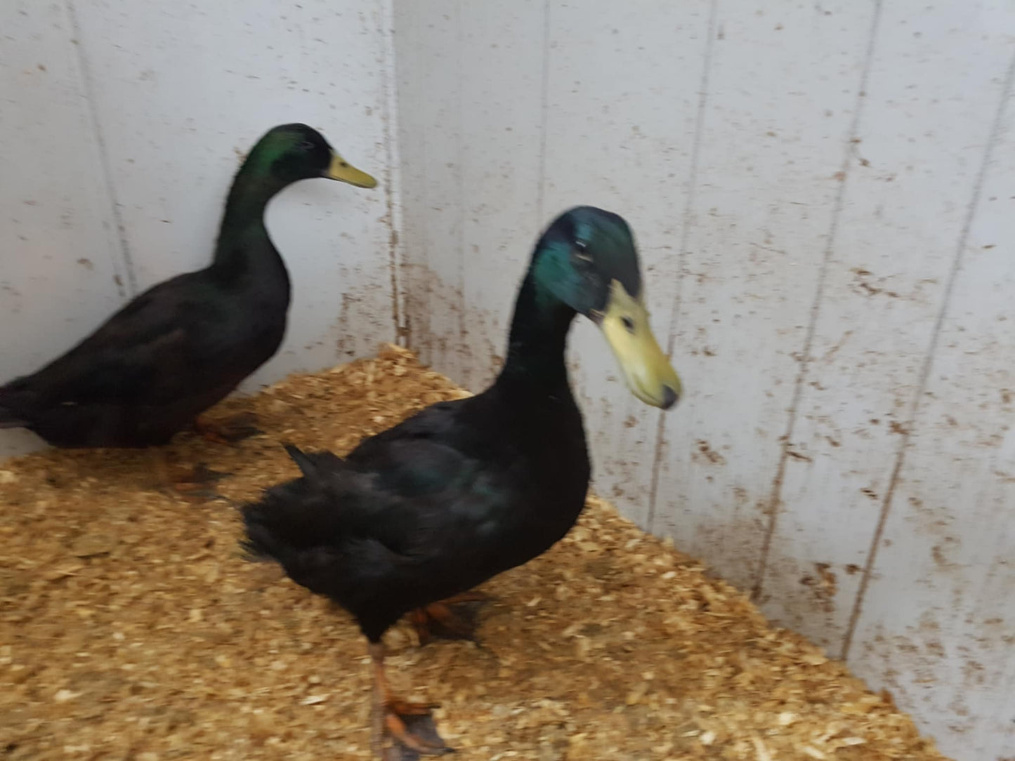 Cayuga - Adult - Drake