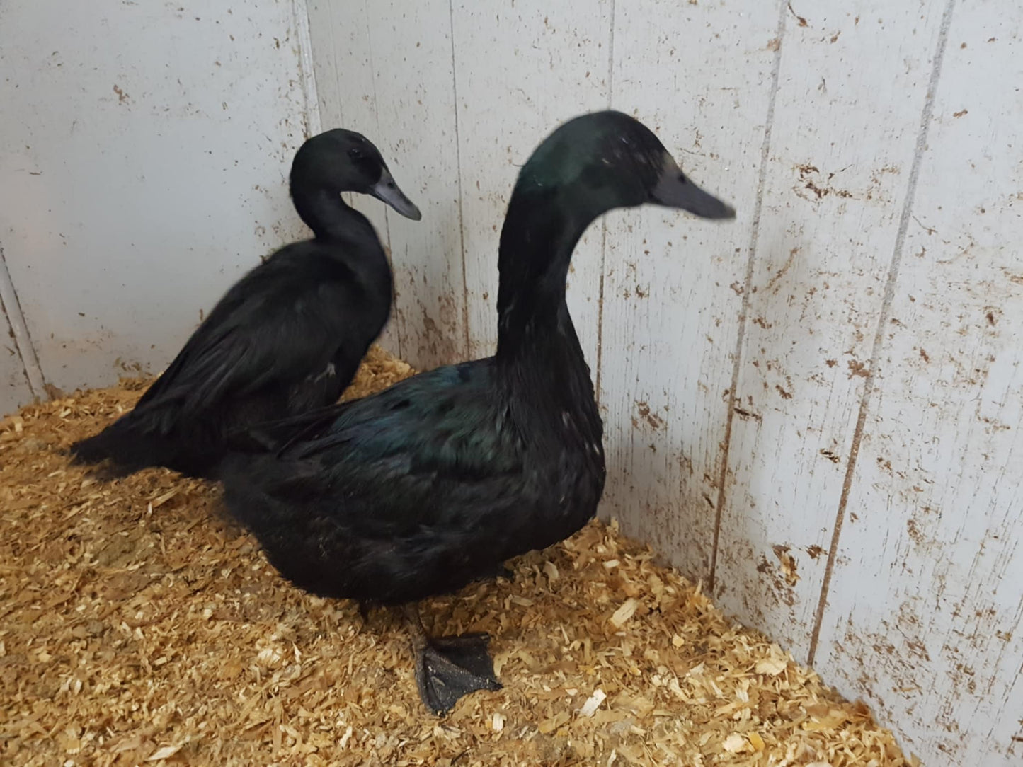 Cayuga - Adult - Hen