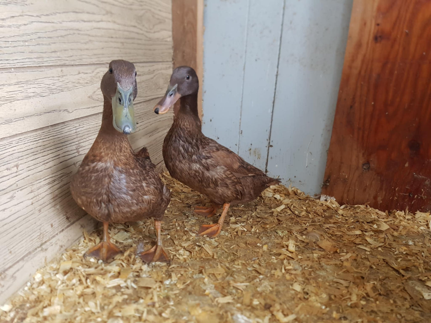 Khaki Campbell - Adult - Hen