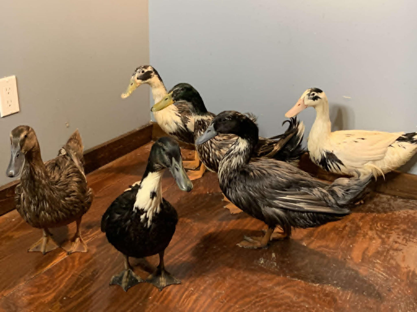 Backyard Mix - Adult - Hen