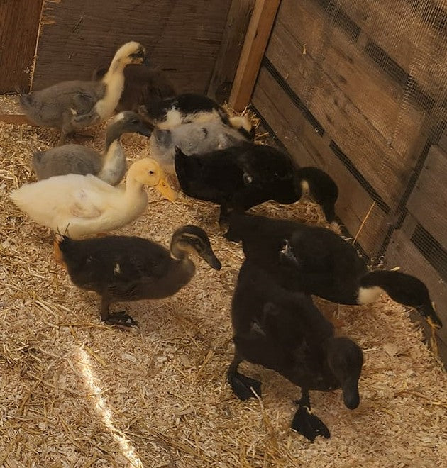 Backyard Mix Ducklings