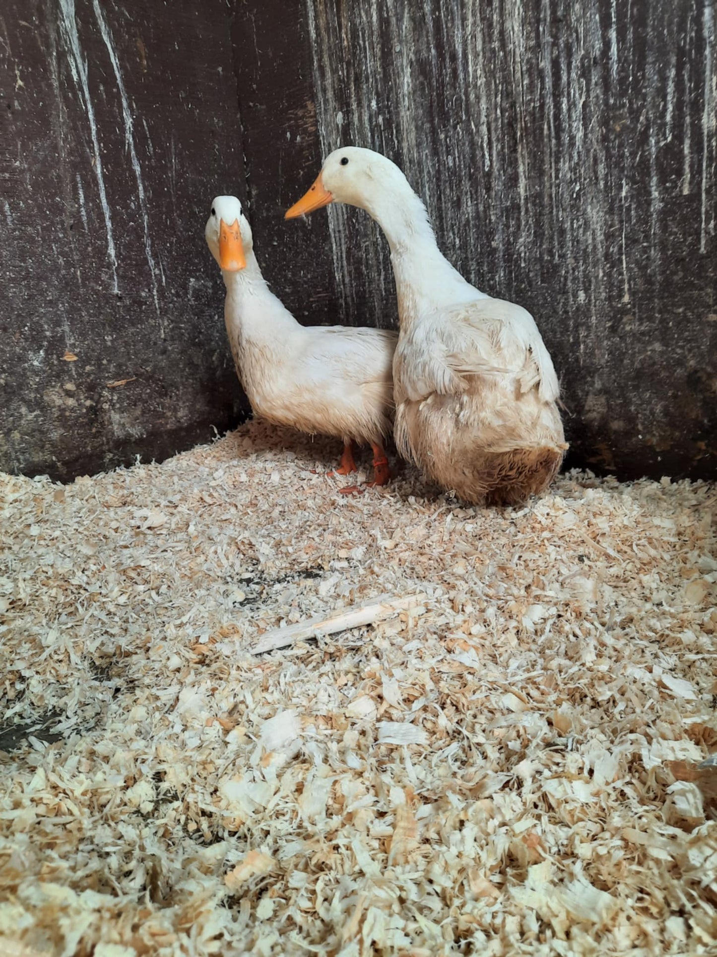 Pekin - Adult - Drake