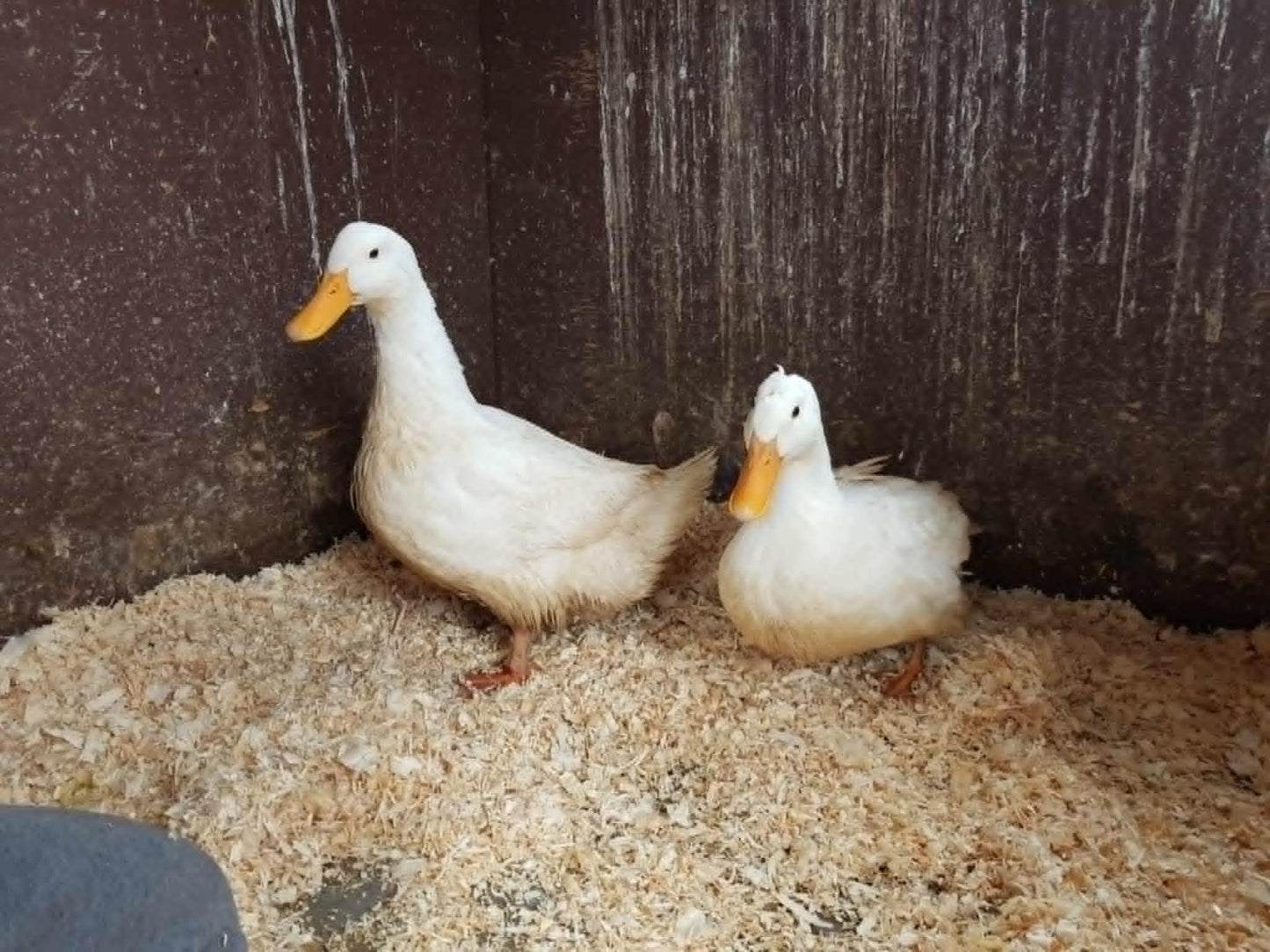 Pekin - Adult - Hen