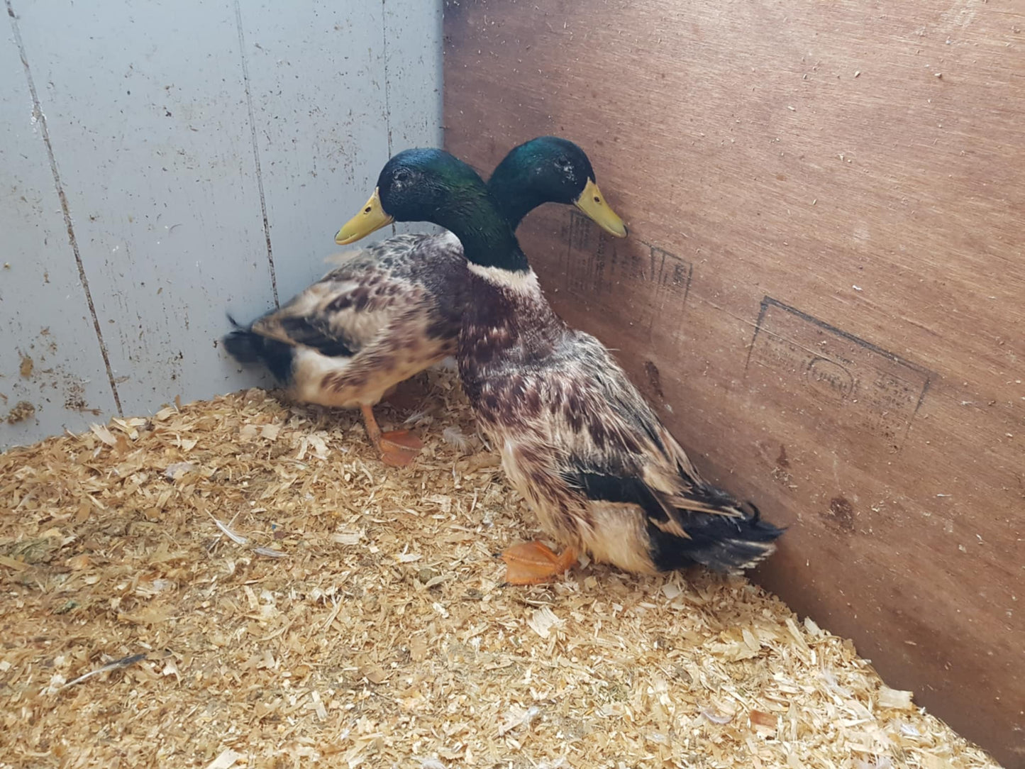 Welsh Harlequin - Adult - Drake