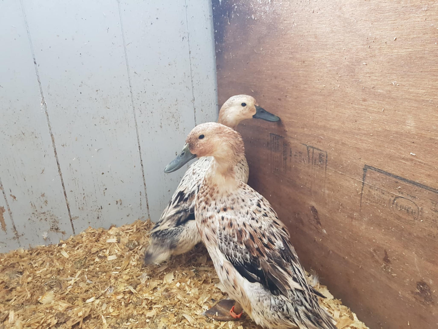 Welsh Harlequin - Adult - Hen