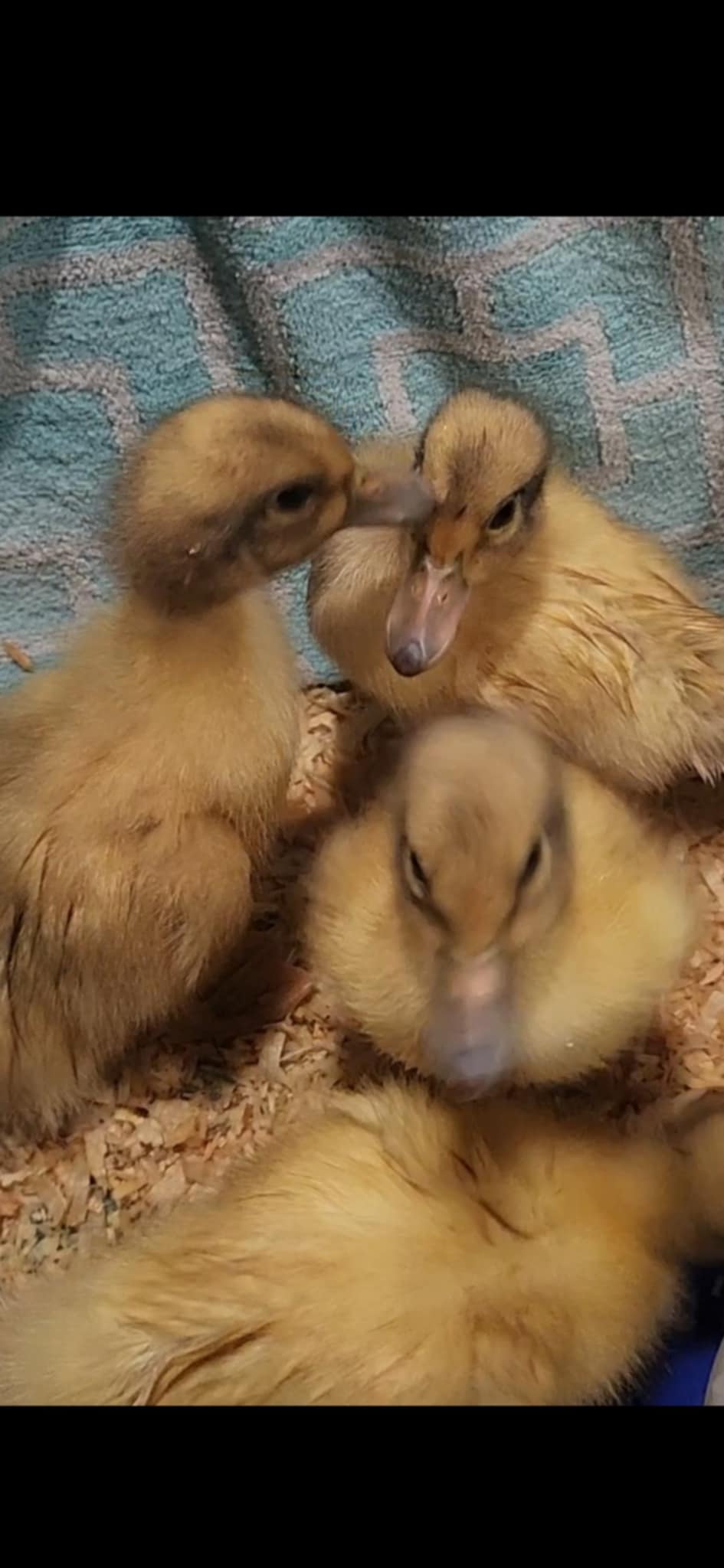 Welsh Harlequin - Duckling