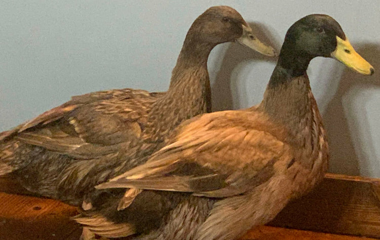 Khaki Campbell Ducks