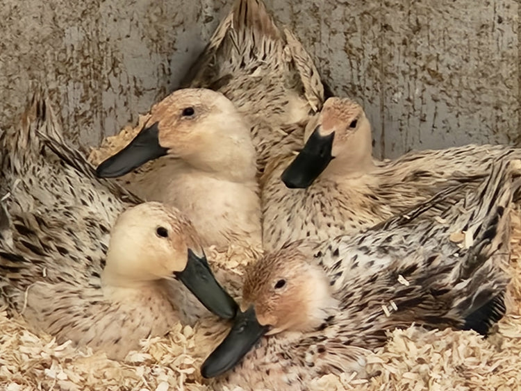 Welsh Harlequin Ducks