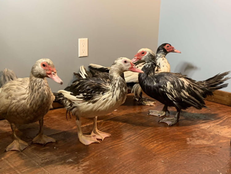 Muscovy Ducks