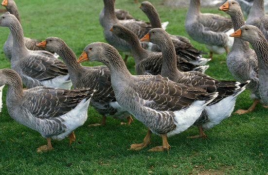 Toulouse Geese