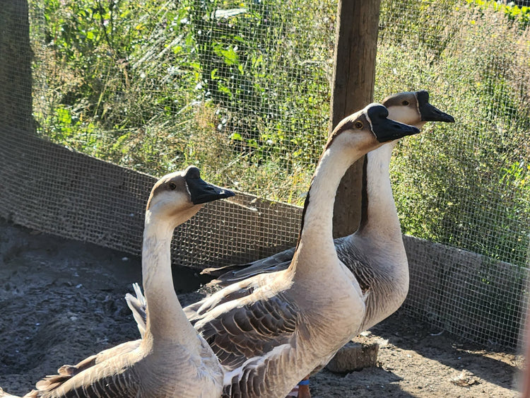 Chinese Geese