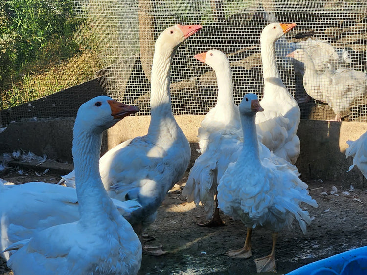 Sebastopol Geese