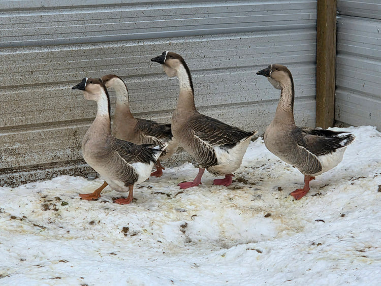 African Geese