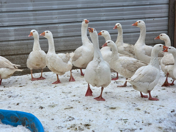 Emden Geese