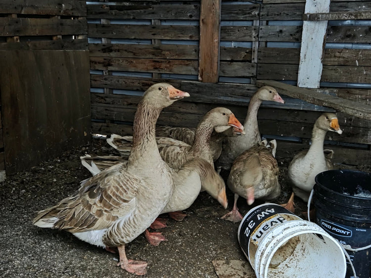 Buff American Geese