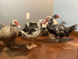 Muscovy  - Adult - Drake
