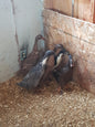Indian Runner - Adult - Hen