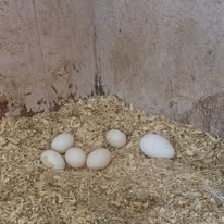 Backyard Mix Duck Hatching Eggs